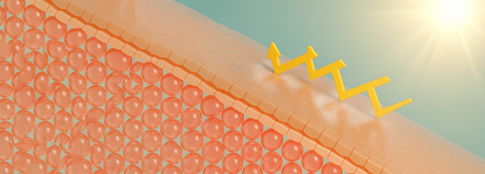 Effective Solutions on How to Repair Your Skin Barrier