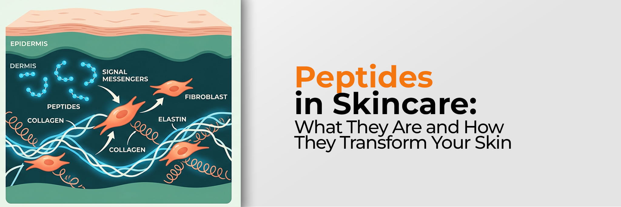 Image of Peptides in Skincare: Types, Benefits and How to Use Them