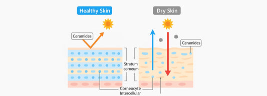 The Benefits of Ceramides That You Should Know