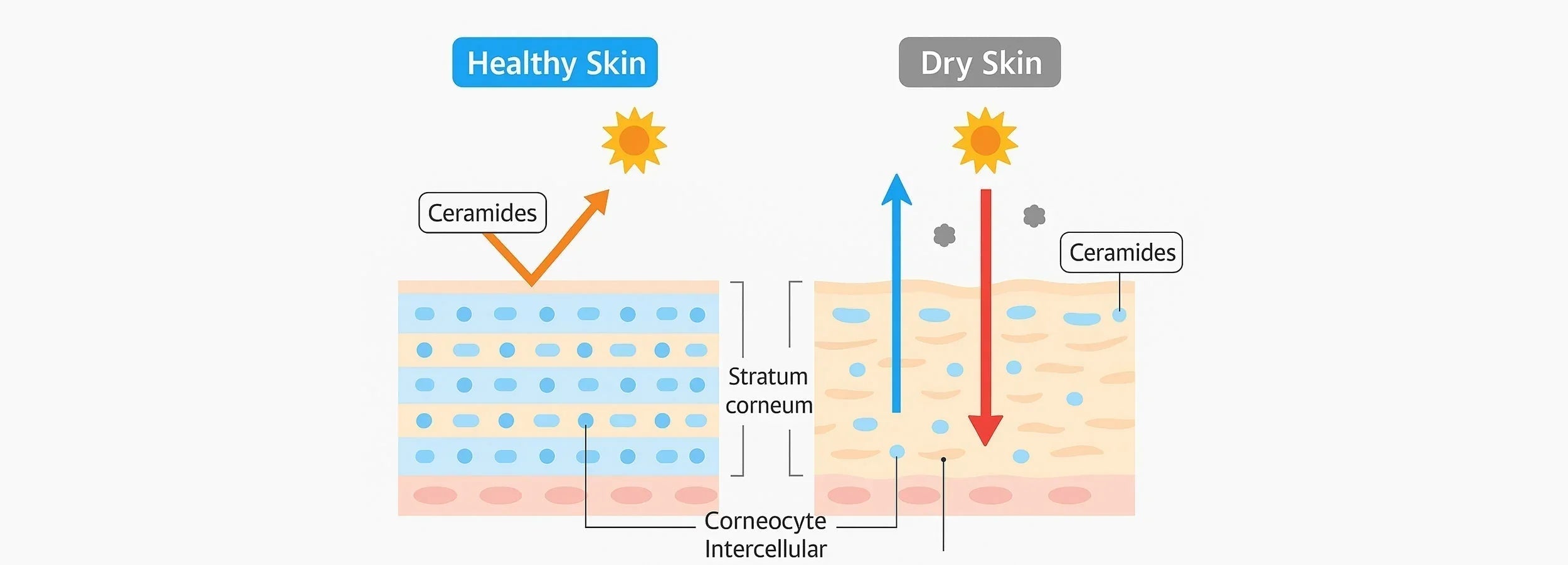 Ceramide Benefits: How They Strengthen a Weakened Skin Barrier