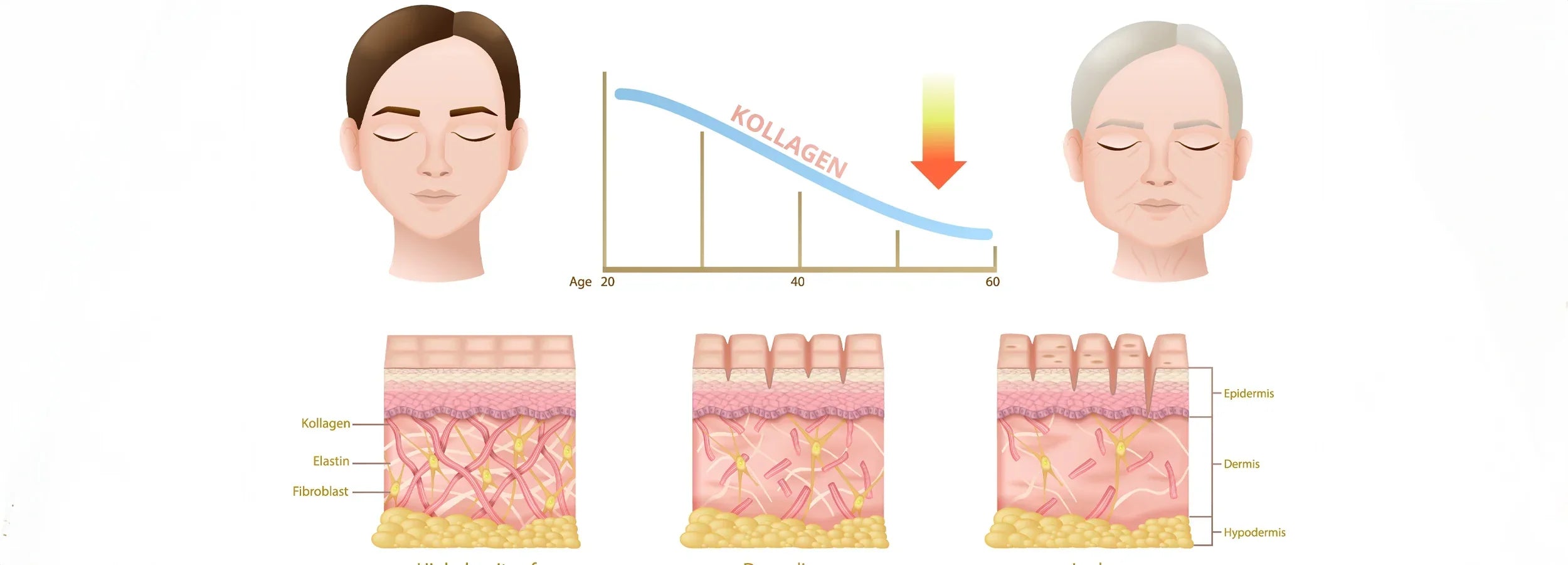 NAD+ Explained: Its Role in Cells, Ageing and Skin Health